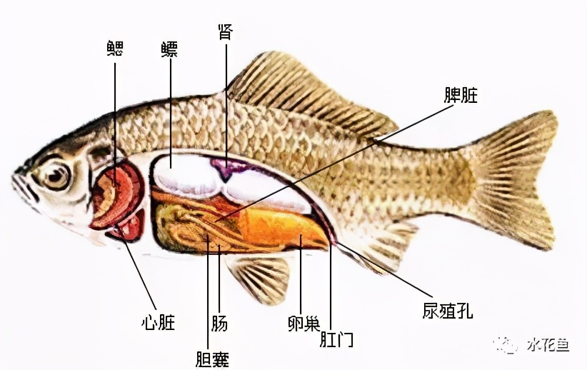 影响鱼类摄食量的四大因素：食量会时大时小，长期饥饿会抑制食欲