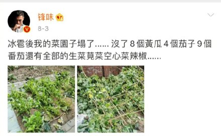 谢霆锋生日，王俊凯祝锋哥菜园子无坚不摧，锋哥会如何回应？