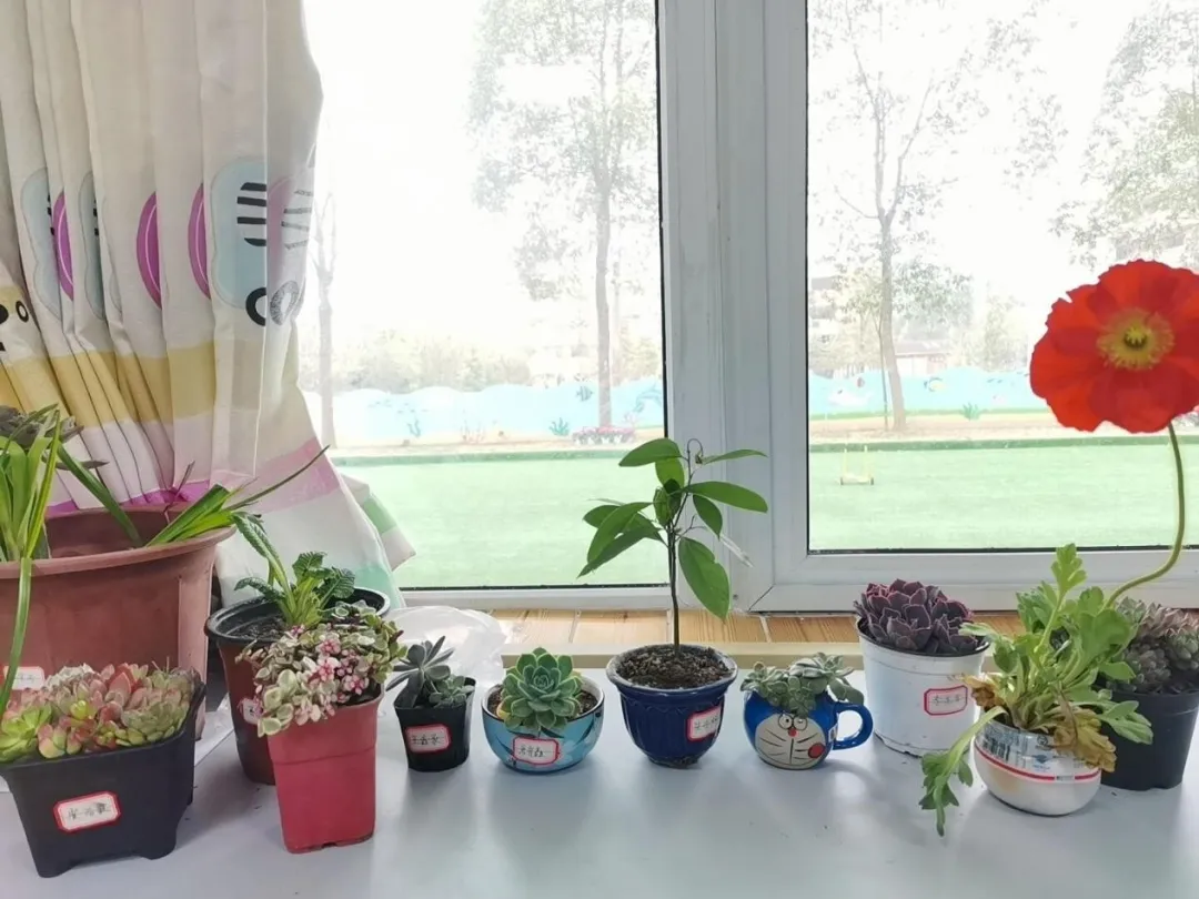 绿色的希望在校园萌芽——四川天府特校开展爱绿护绿行动