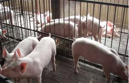养好保育猪的关键？环境、饲养