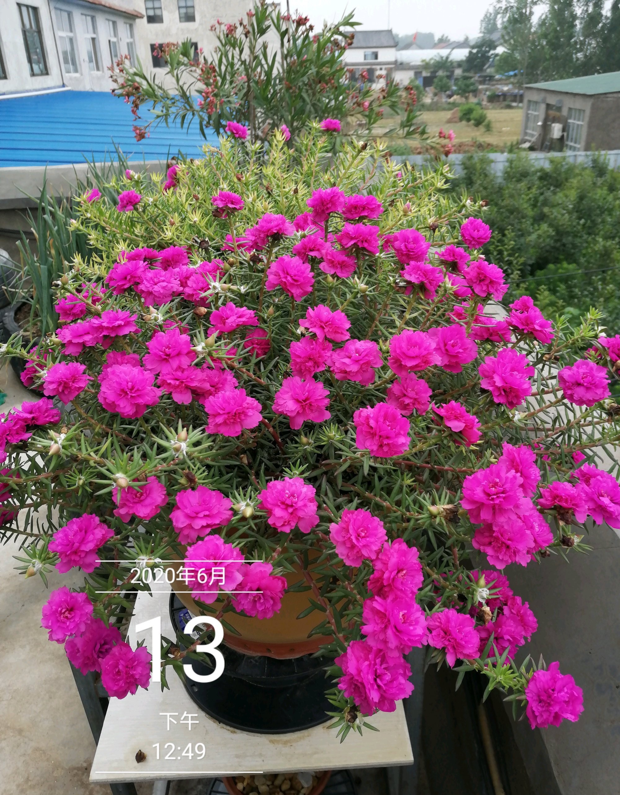 重瓣太阳花 玫红紫 花型美若牡丹 耐热也耐寒 南北方都能养 资讯咖