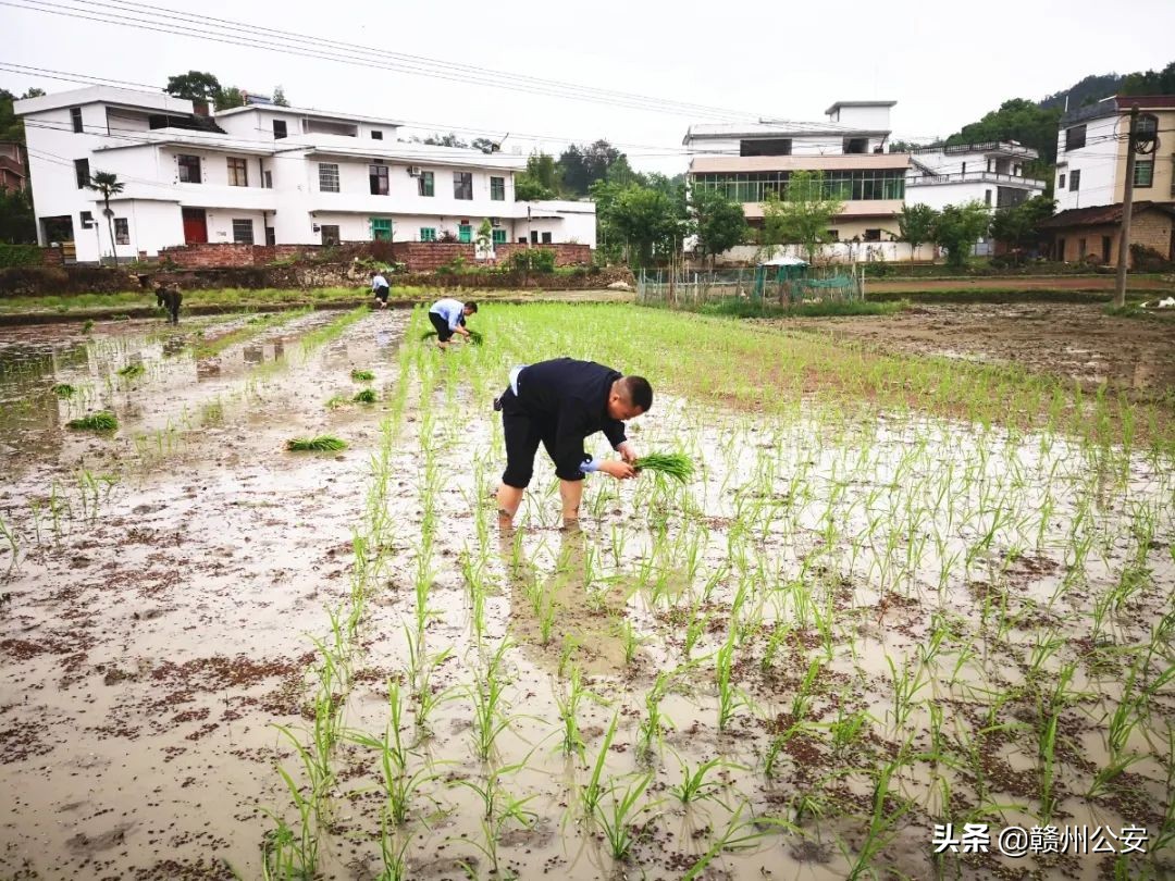 【我为群众办实事】帮插秧、端窝点、擒网逃...赣州警方在行动！