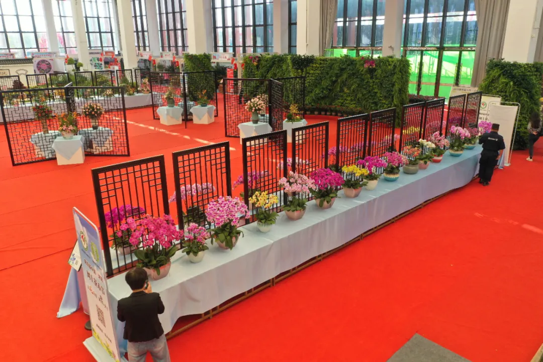 大飽眼福，第八屆中國沭陽花木節竟如此精彩！你想看的全在這里…