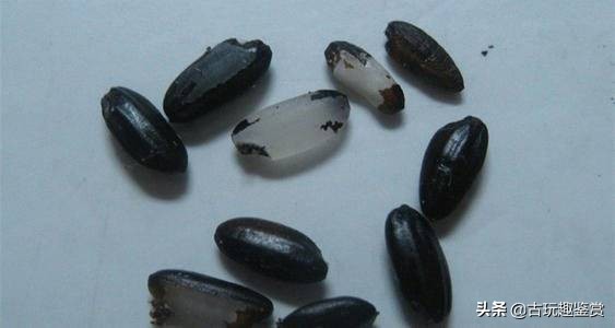 古墓出土2600多年前的文物，推断出事实，张骞培育黑米是千古误传