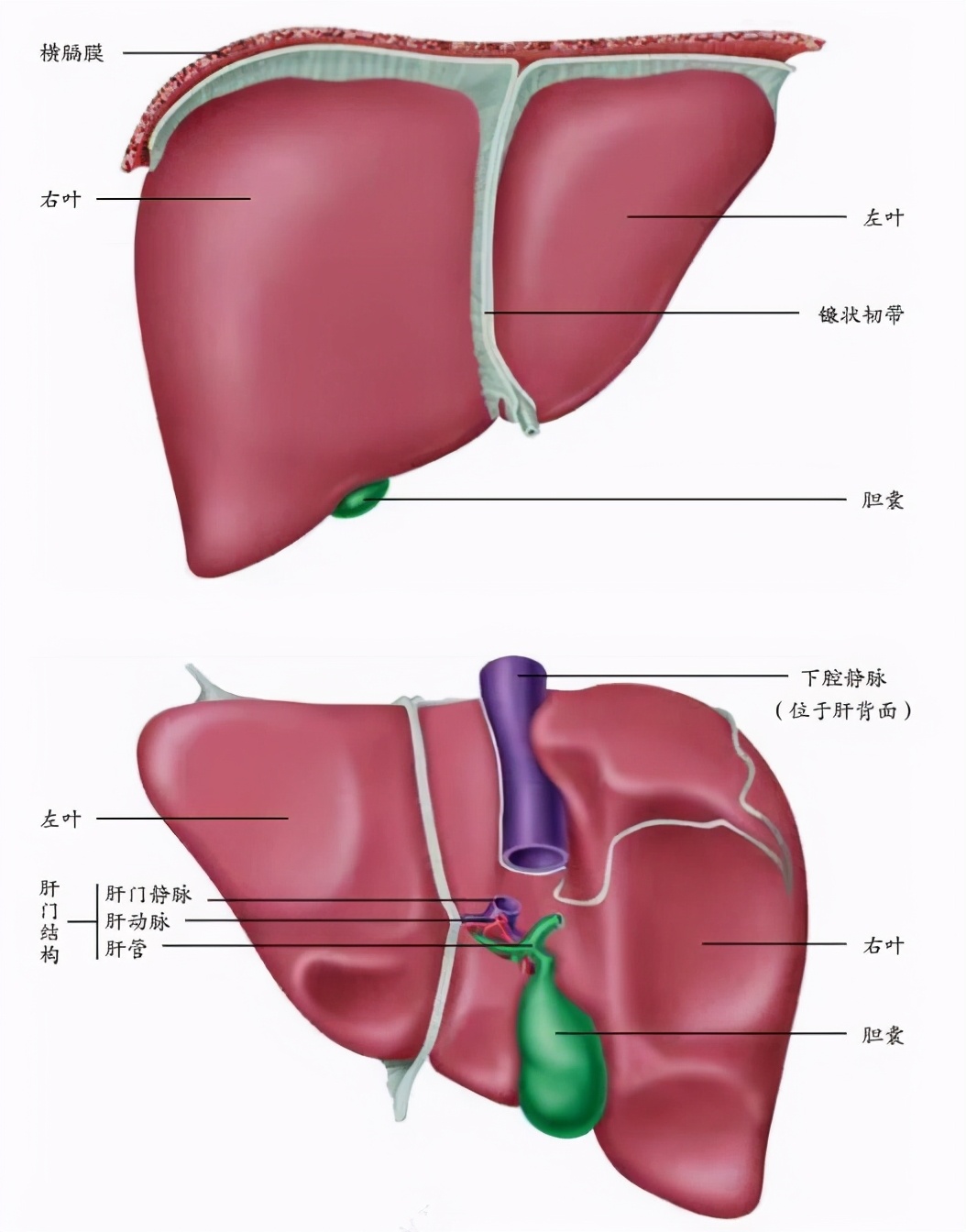 你天然拥有的无价之宝&mdash;&mdash;身体