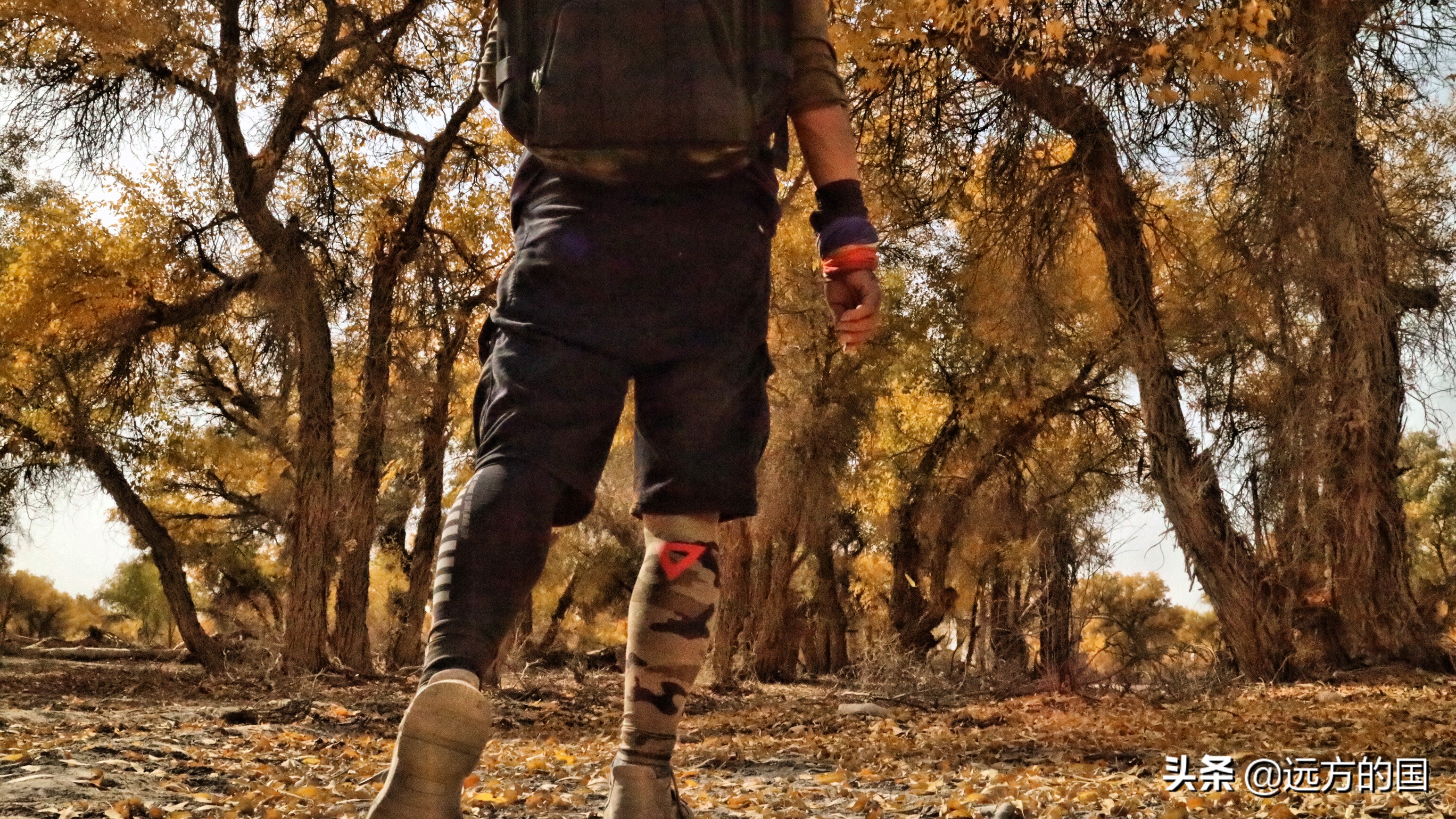 Chinese Populus euphratica looks to Xinjiang, which one is better?  ~ Populus euphratica forest in Tarim (1)