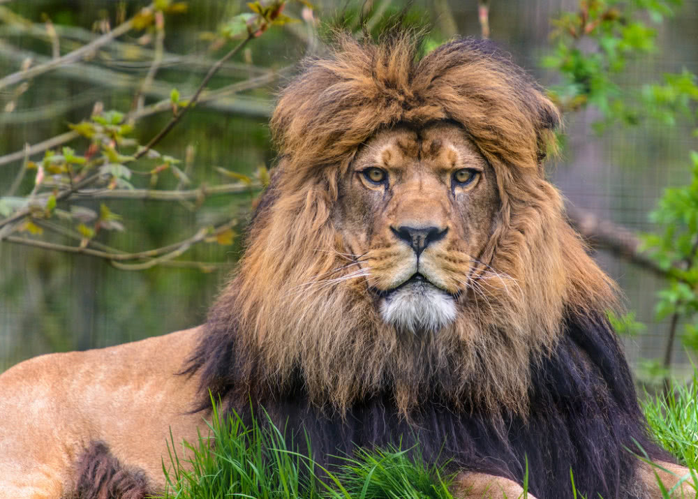 Barbary lion vs Siberian tiger, who is the real king of cats?It turned