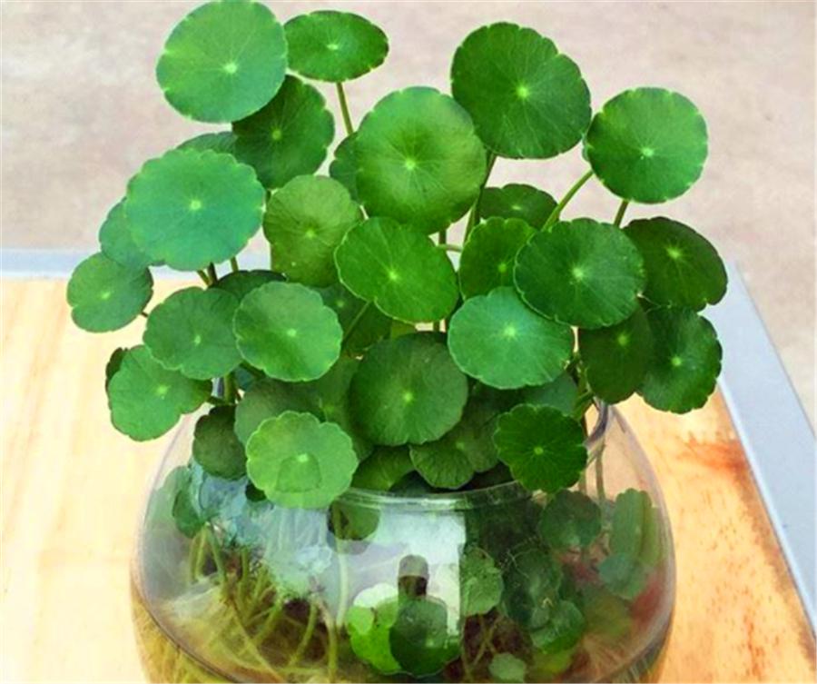 Water culture flowers have "3 fears". It is no wonder that wealthy