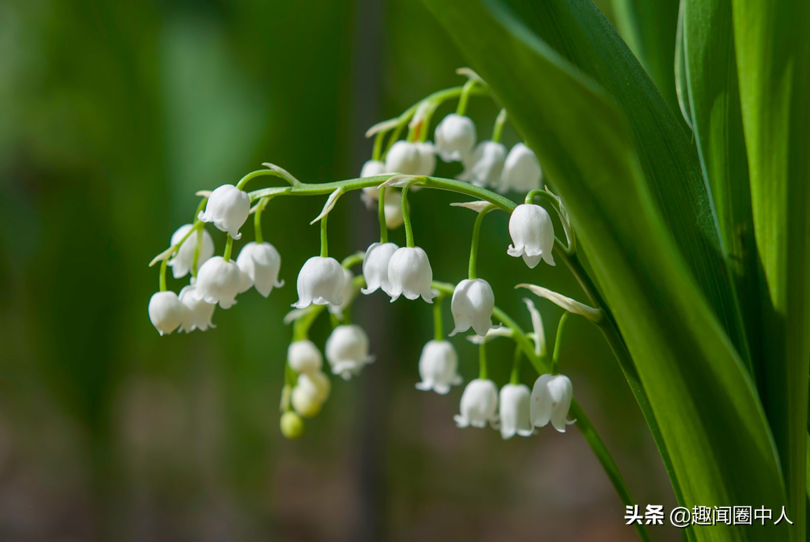 五月誕生花 和女王同名的山谷百合鐫刻成鑽石到底有多美 趣聞圈中人 Mdeditor