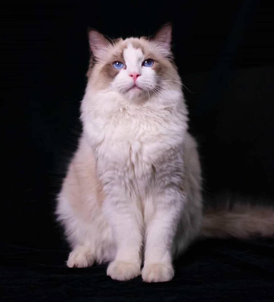 掠鲸模式下频繁的王炸，利用超级IP不断变现，刘