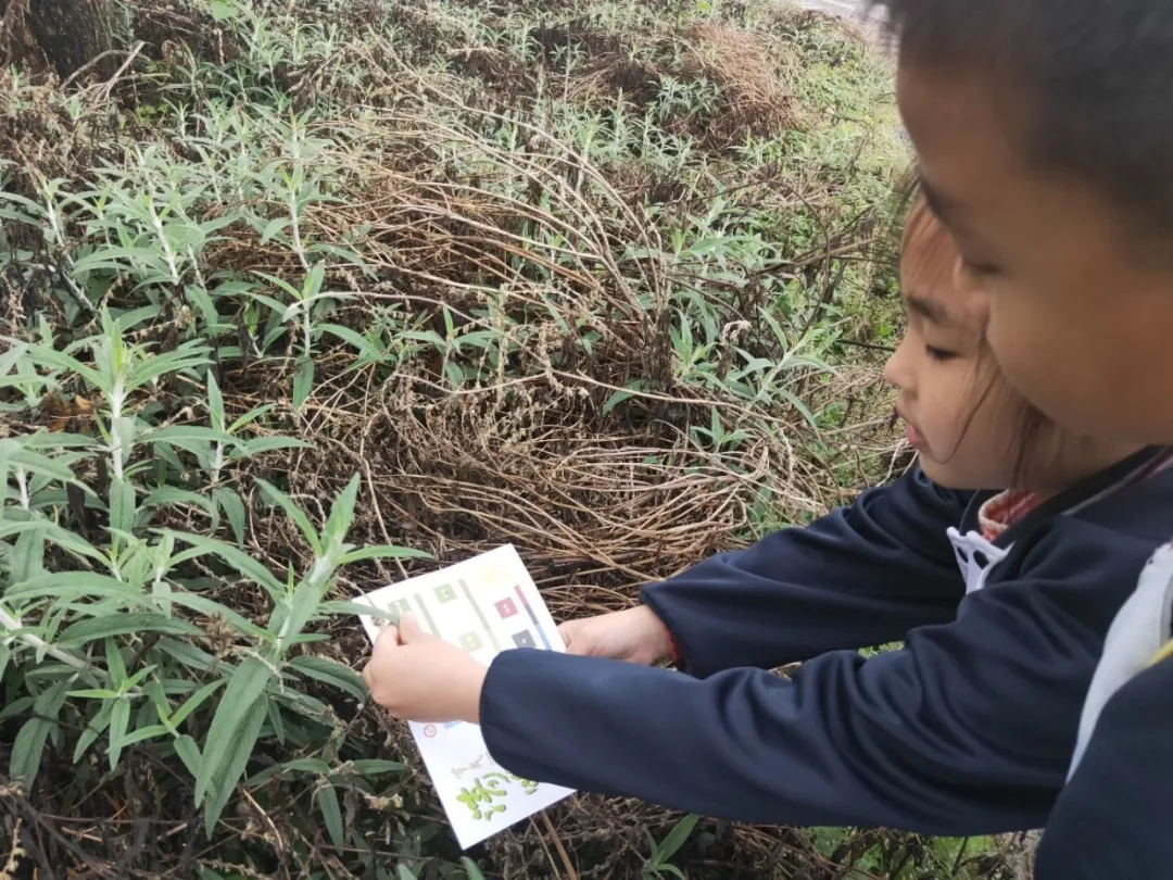成都高新区朝阳小学清明节气主题活动日