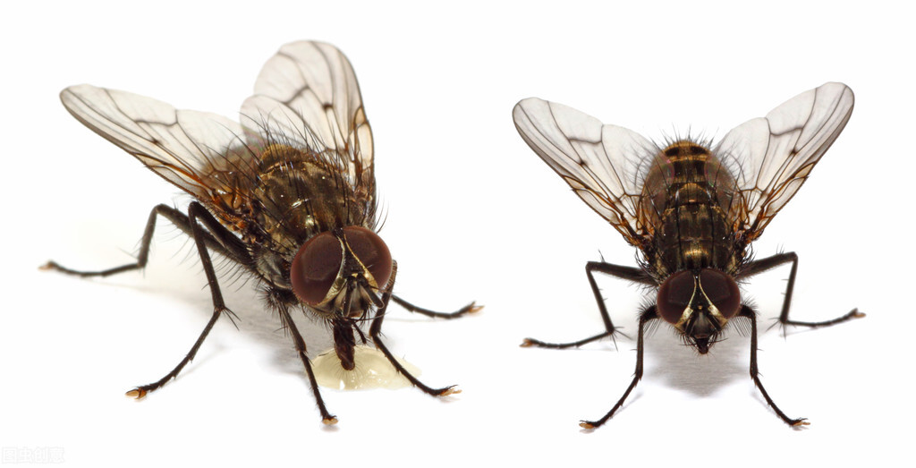 苍蝇不吸血 不吃肉 为什么总喜欢在人身上爬来爬去呢 资讯咖