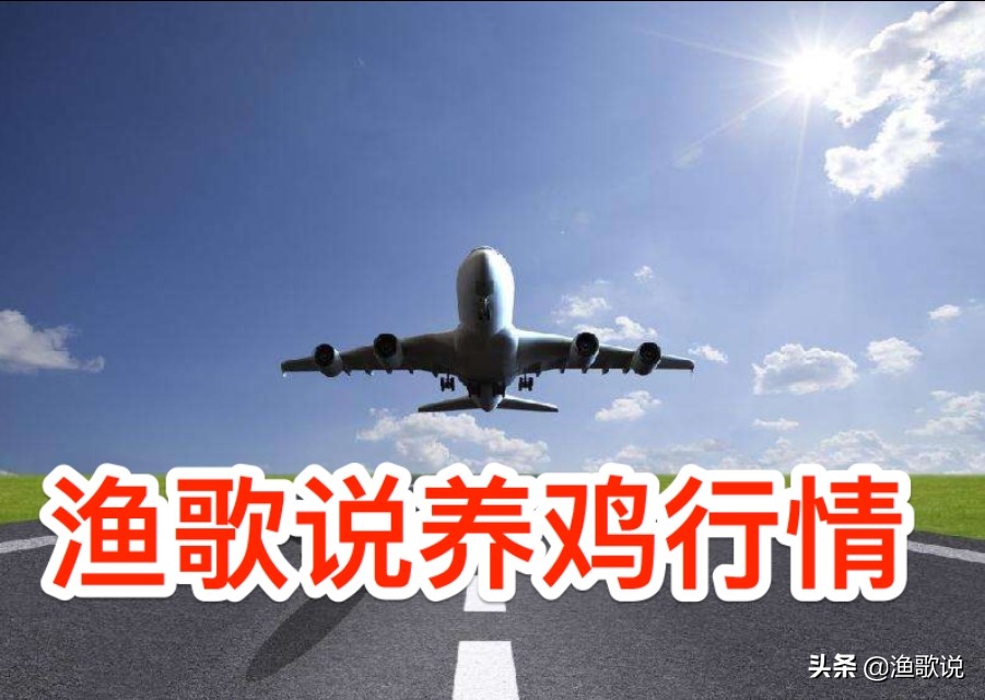 鸡鸭鹅开始涨毛猪大涨已过20大关这是怎么了？