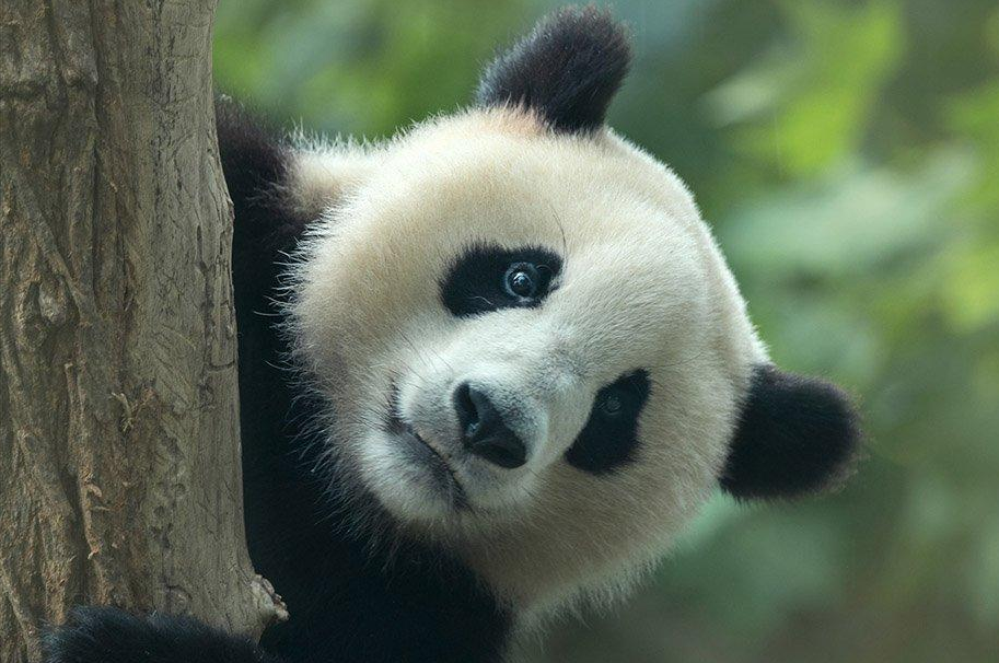 The only white giant panda in the world appeared without dark circles ...