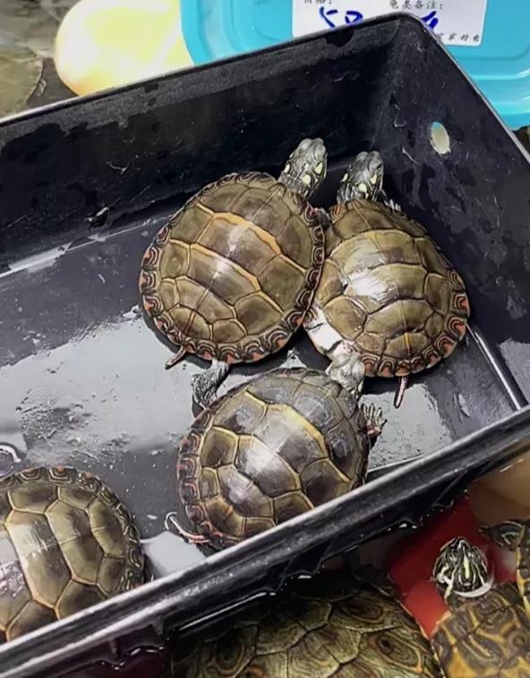 12万粉丝，撬动两千万销售额，萌宠生意在直播中爆发了嘛？