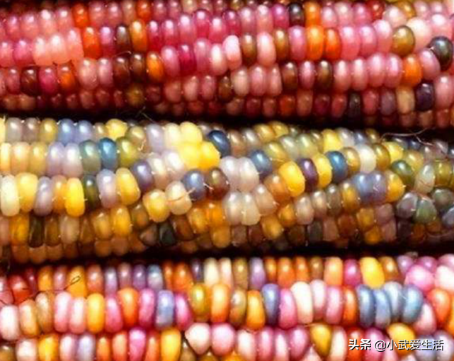 This kind of corn bestrews chromatic corn bead, cooking is ripe good-looking delicate, be in nowadays India is extremely welcome