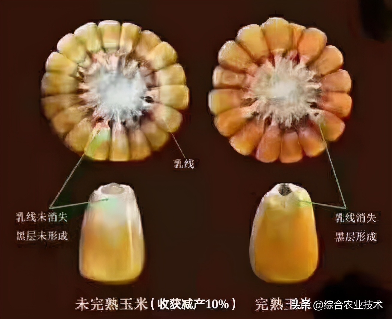 玉米密植种植技术