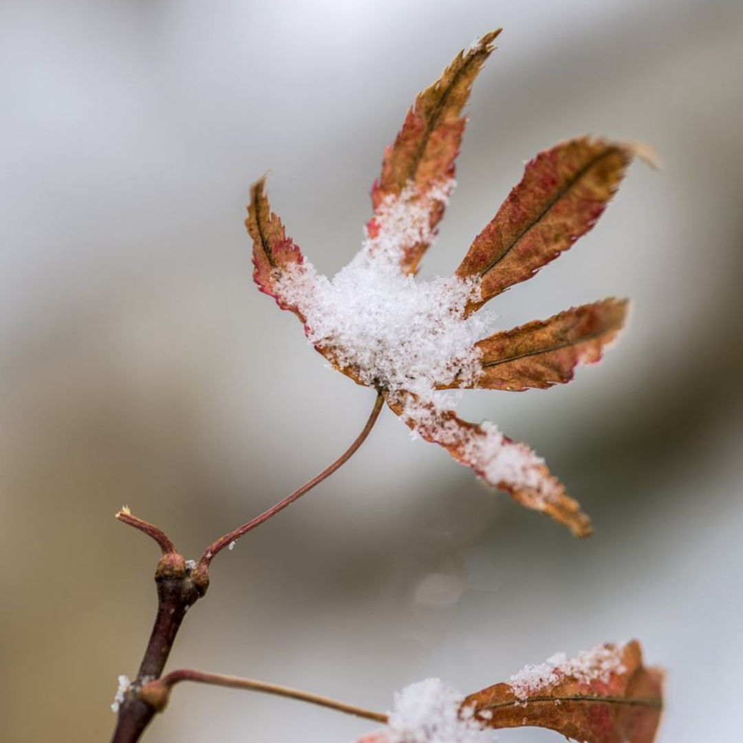初雪来袭，关于雪的古诗美了整个冬天-第8张图片-非凡网