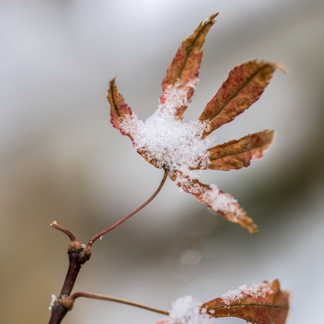 初雪来袭，关于雪的古诗美了整个冬天-第8张图片-诗句网