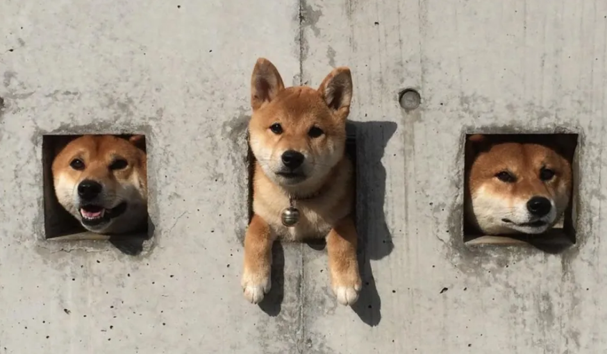 Three shibas in sales wall