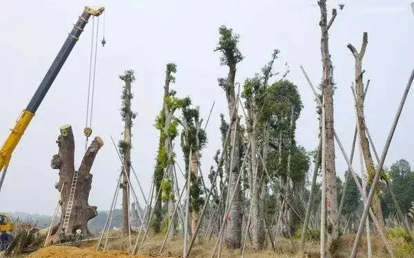 园林植物栽植养护十八问（实用技术要点）