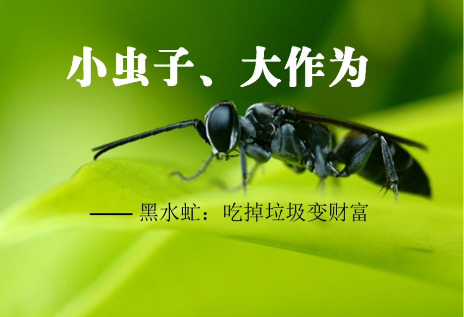 王泽铺利用黑水虻养殖搭建的三维循环农业的核心是什么？