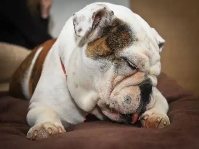 狗狗为什么老爱舔自己的脚？