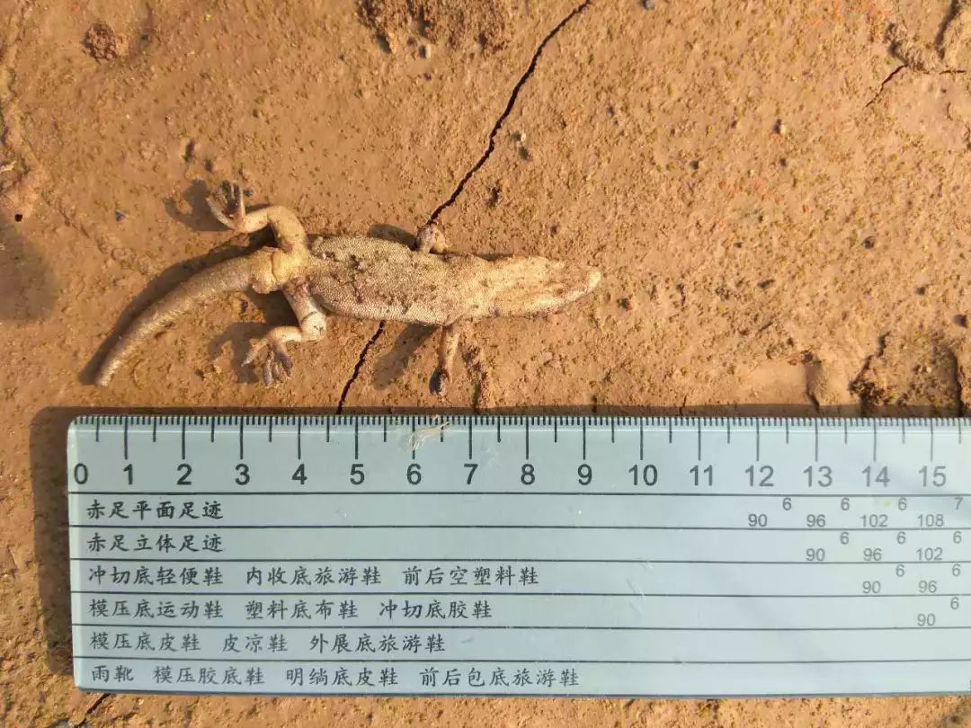 为母治病抓490只壁虎？河南两男子涉嫌犯罪被捕，壁虎不能乱抓
