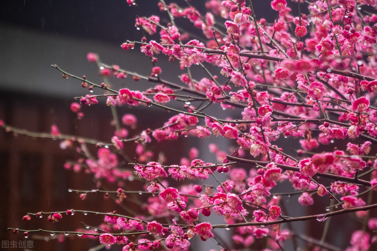 七绝 十二首 贵树名花 作者：周学松