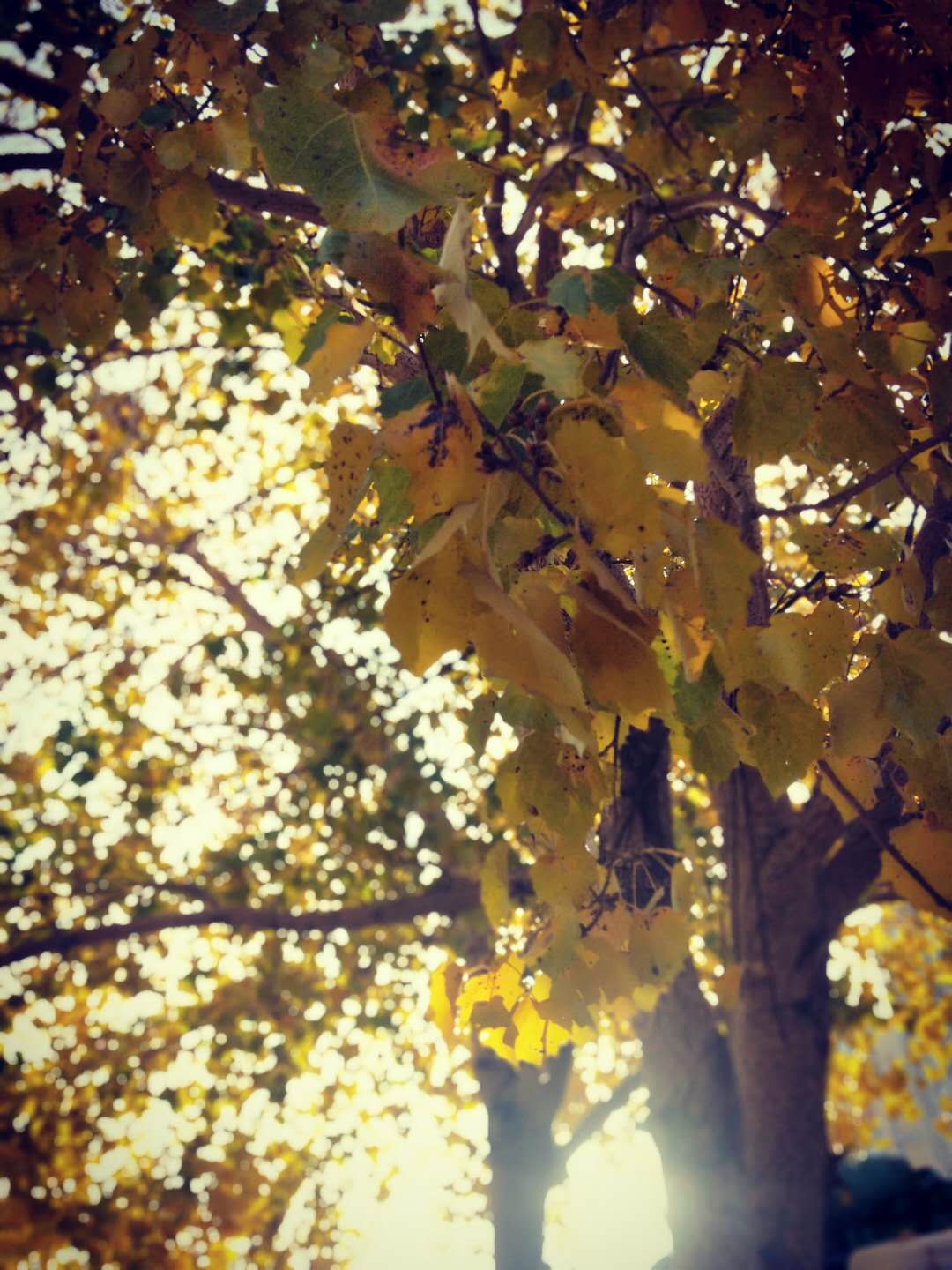 散文，静坐时光里，看悄悄溜走的秋季