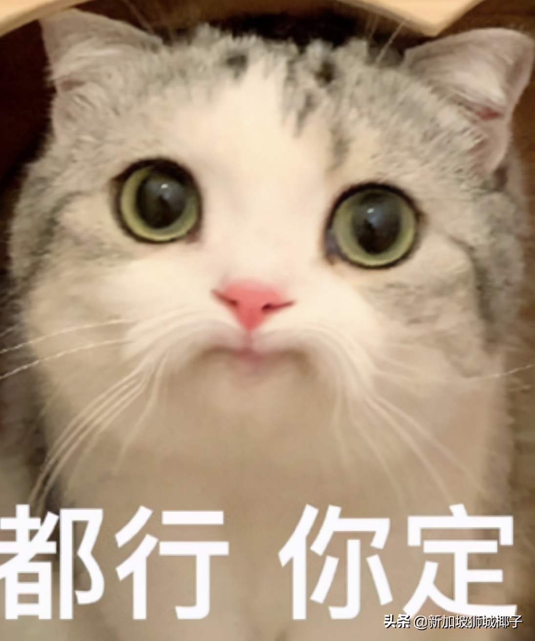 新加坡這些受訪者不願意打疫苗，原因：太貴了