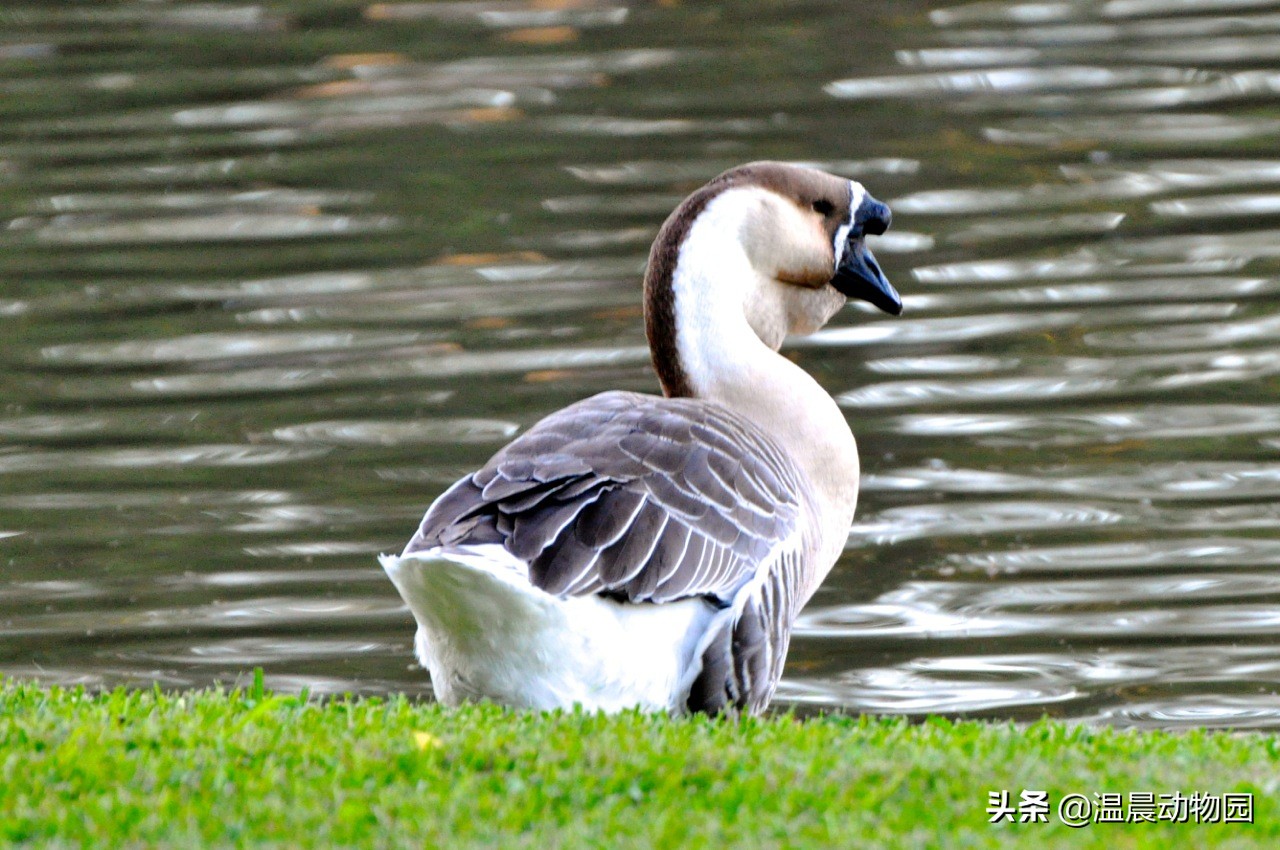 家禽的寻亲之旅：鸡鸭鹅的祖先们，至今还跟人类共同生活在地球上