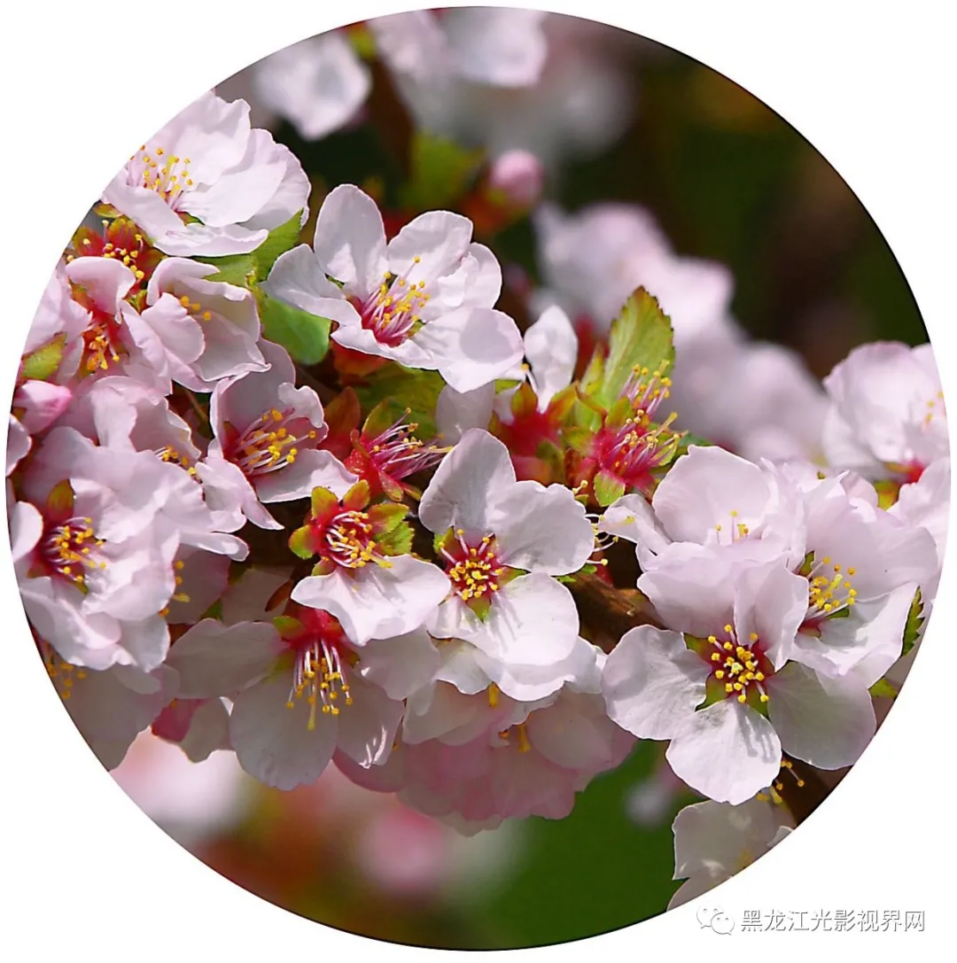 五月的鲜花再次“绽放”,你来了吗?