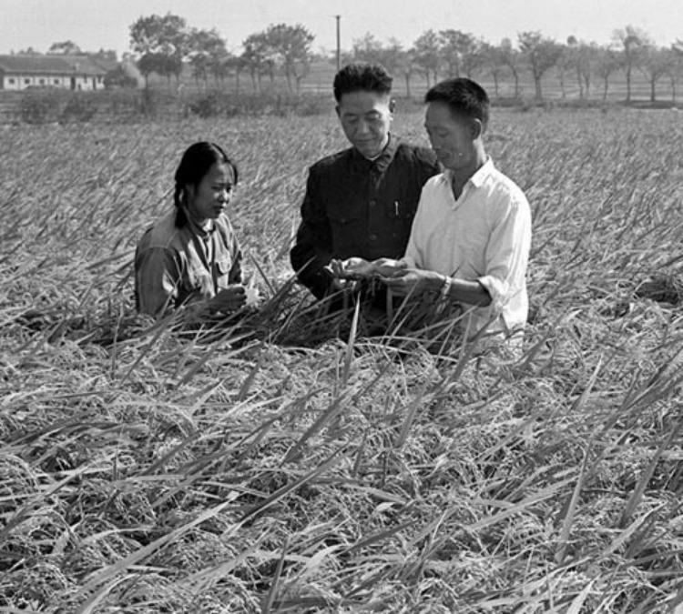 悼念！袁隆平院士逝世，他畢生的夢想，就是讓所有人遠離饑餓