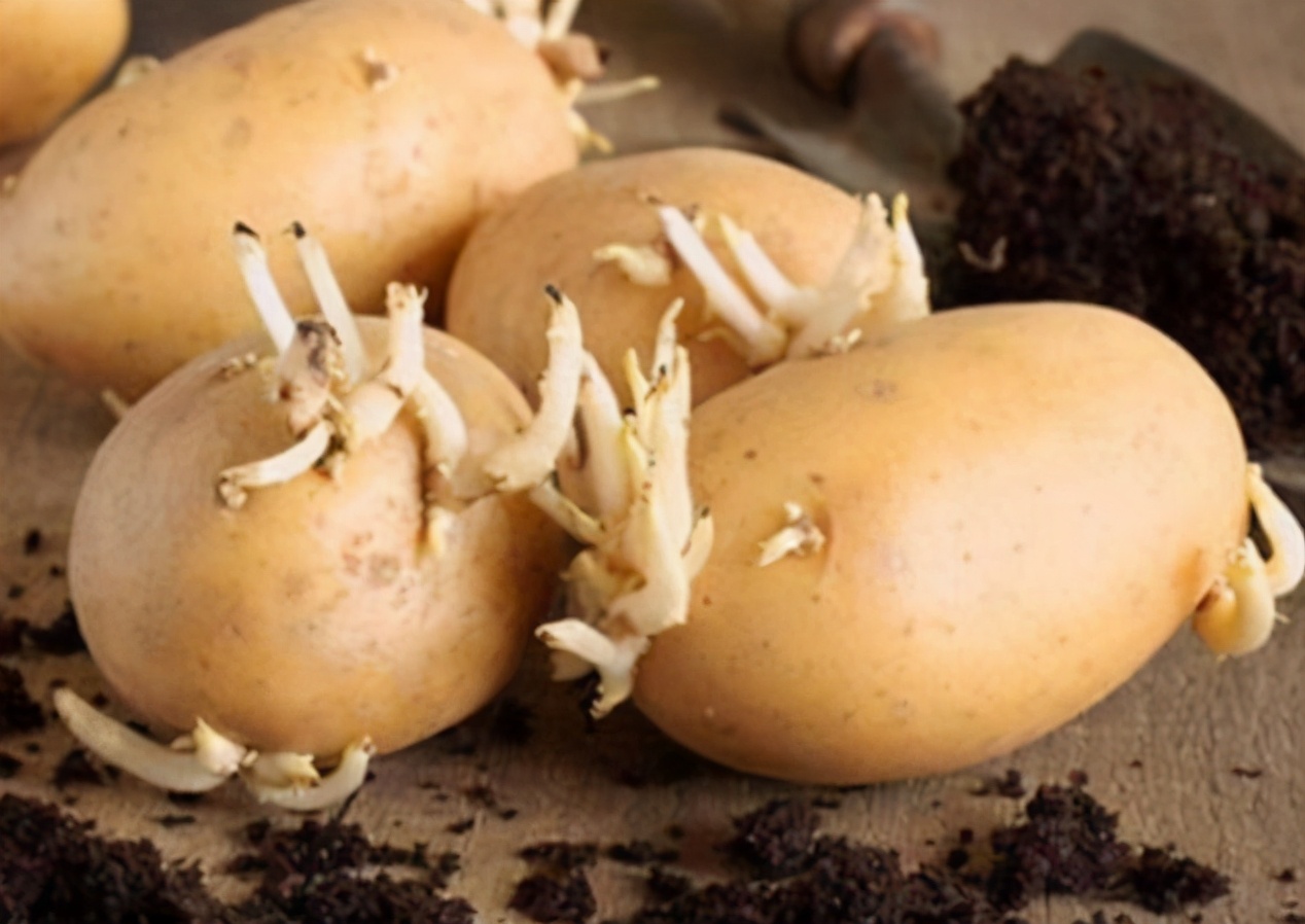 Potatoes, sweet potatoes, ginger and peanuts, can they be eaten after