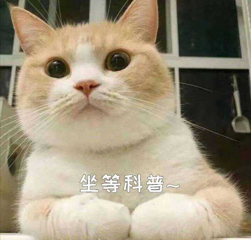 貓咪老是有眼屎？那可不是上火那么簡單