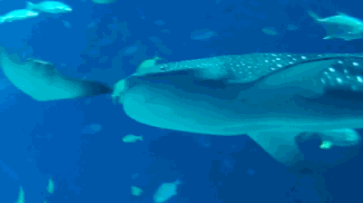 “乘风破浪”首选！这些超震撼的美景，听过一
