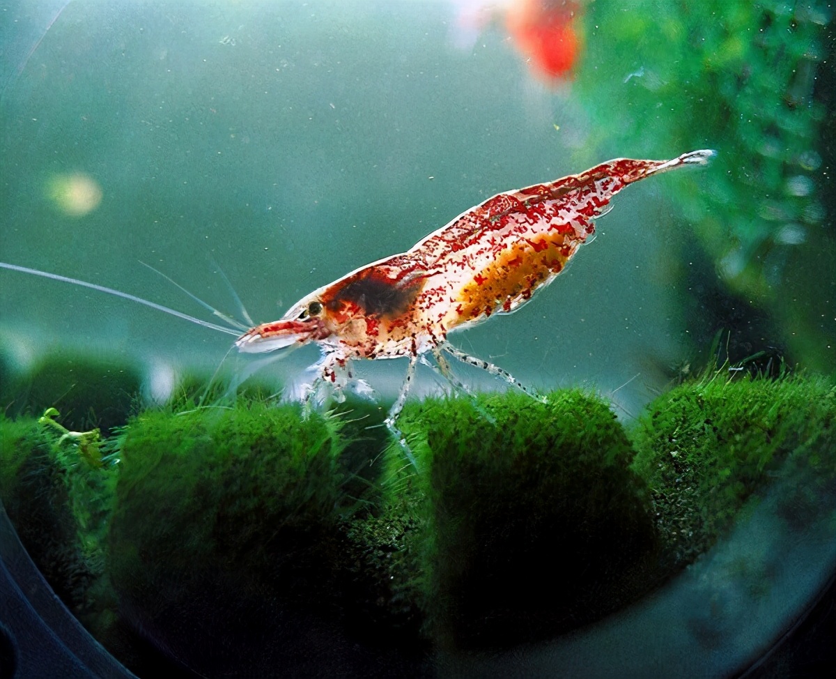 樱花虾▼钻石虾▼三间蜜蜂虾▼新蜜蜂虾▼虎纹虾▼香港野生米虾▼樱花