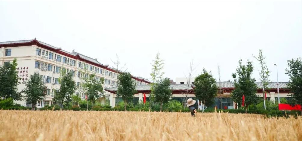 校园里竟然掀起麦浪！曲阜这两个学校真有心