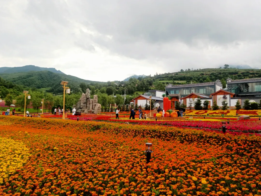 【人文临潭】奔跑的花谷