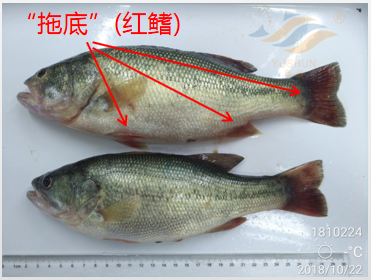 加州鱸魚養(yǎng)殖模式分析：投喂方式、放養(yǎng)水體、常見病害的分享