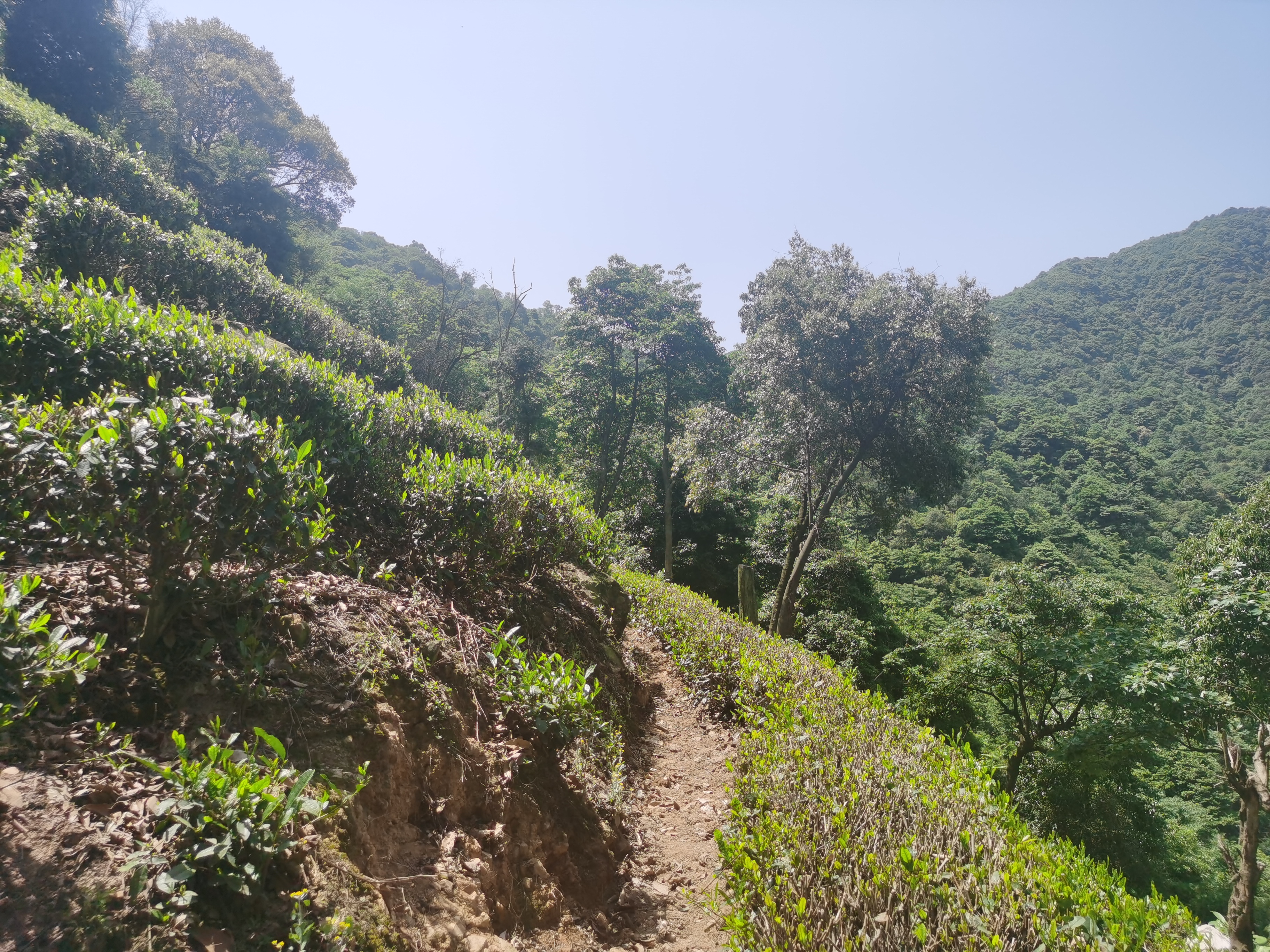 杭州白龙潭景区有游客称在景区停车时看到第三只豹子