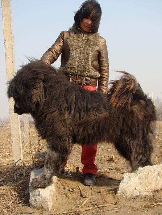 Ten Tibetan Mastiff challenges a tiger, how long can the tiger? Tiger