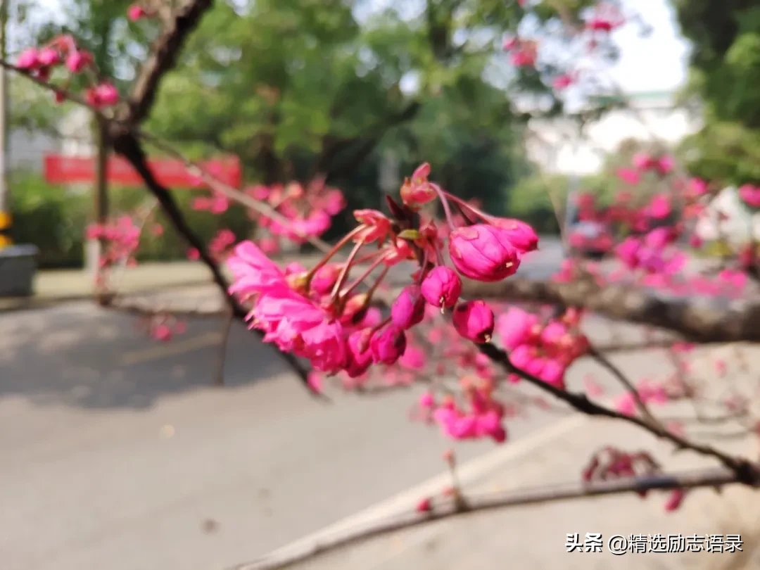 樱花唯美句子简短励志（超唯美的樱花励志语录）