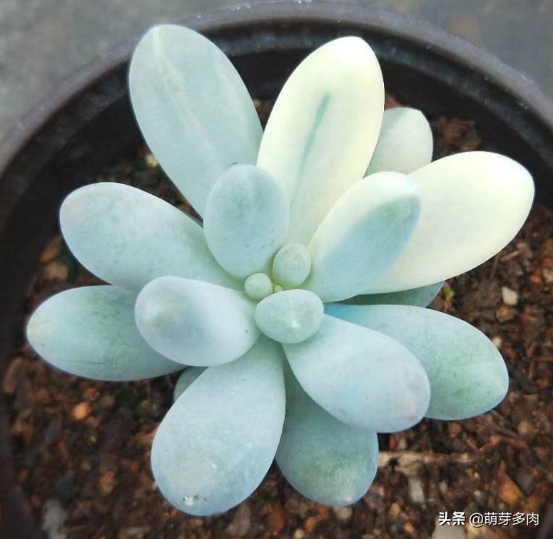 多肉植物出锦的肉肉怎么养护 药锦真的不能入手吗 一起来看看吧 萌绮园艺 Mdeditor