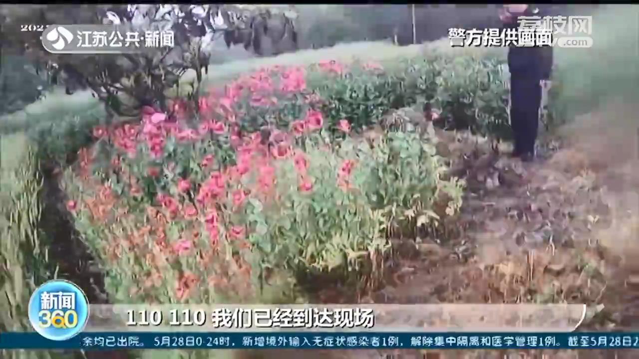 农田中央偷种3000余株罂粟 南通村民：听说可以给猪治拉肚子