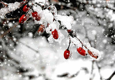又是一年飘雪时，细数带有“雪”字的66句古诗词！-第1张图片-非凡网