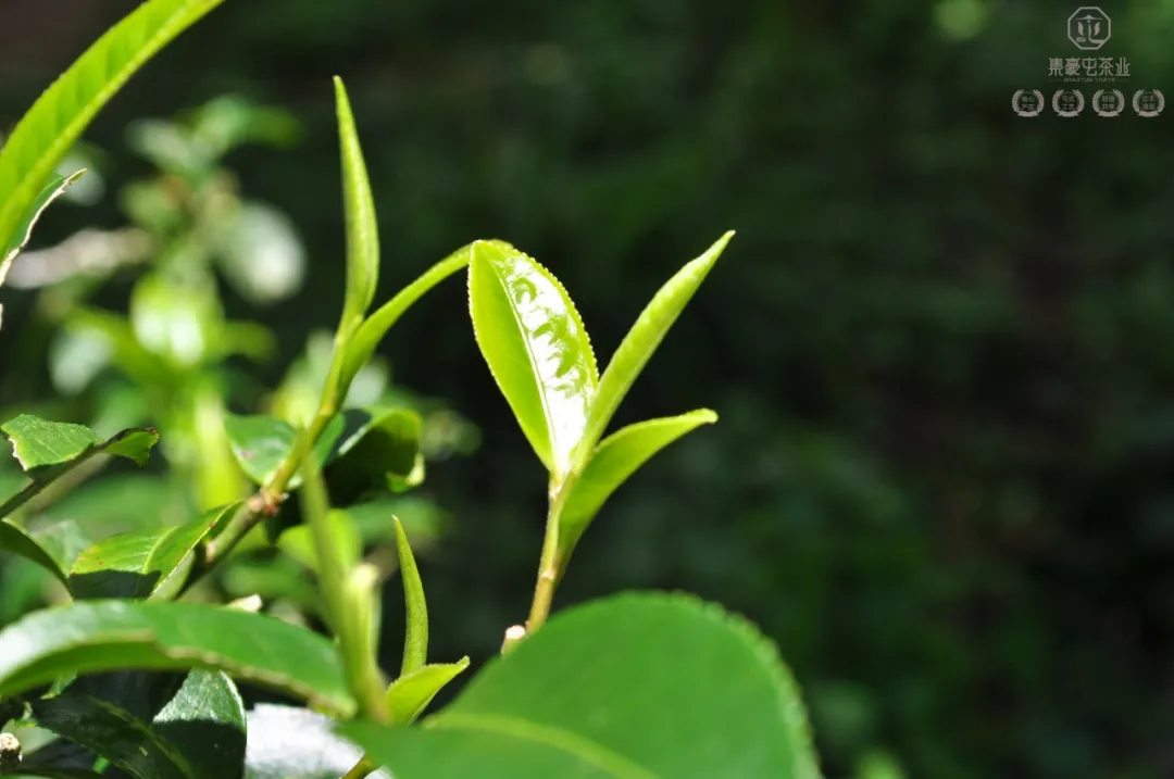 布朗山的茶，有什么特点？