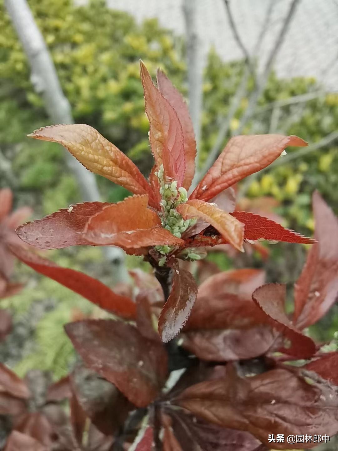 路边紫叶李刚刚发芽，蚜虫却爬满枝叶，怎样防治效果更好？-第4张图片-农百科