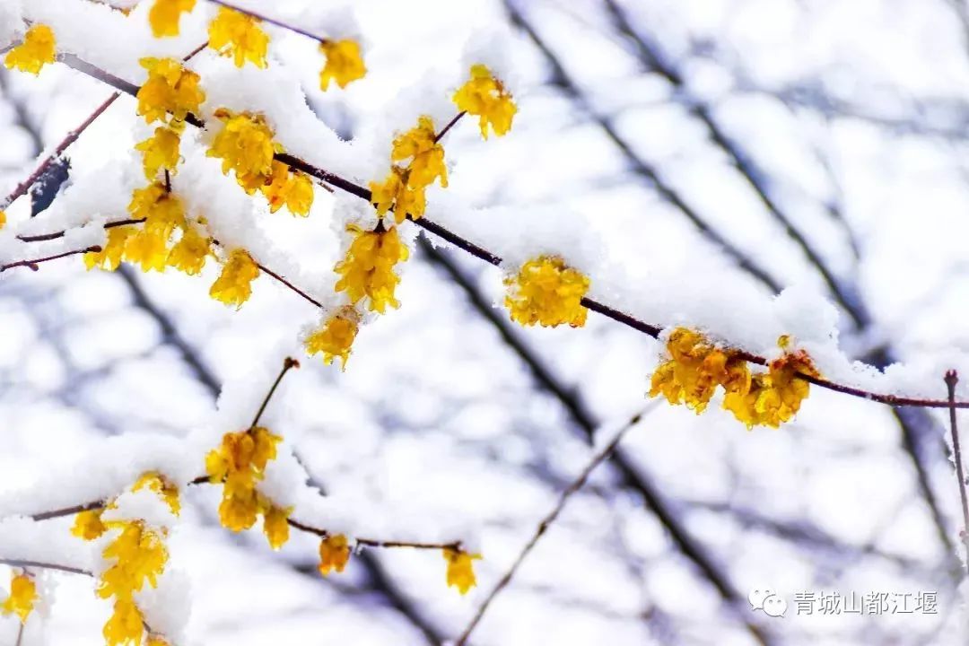 美得犯规！冬天的都江堰，有N种颜色～